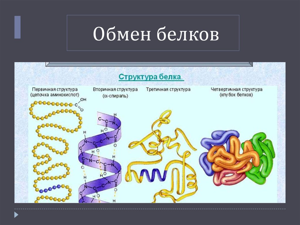 Группы соединений белков. Метаболизм белков в организме. Обмен белков функции. Белки обмен веществ. Процессы белкового обмена.