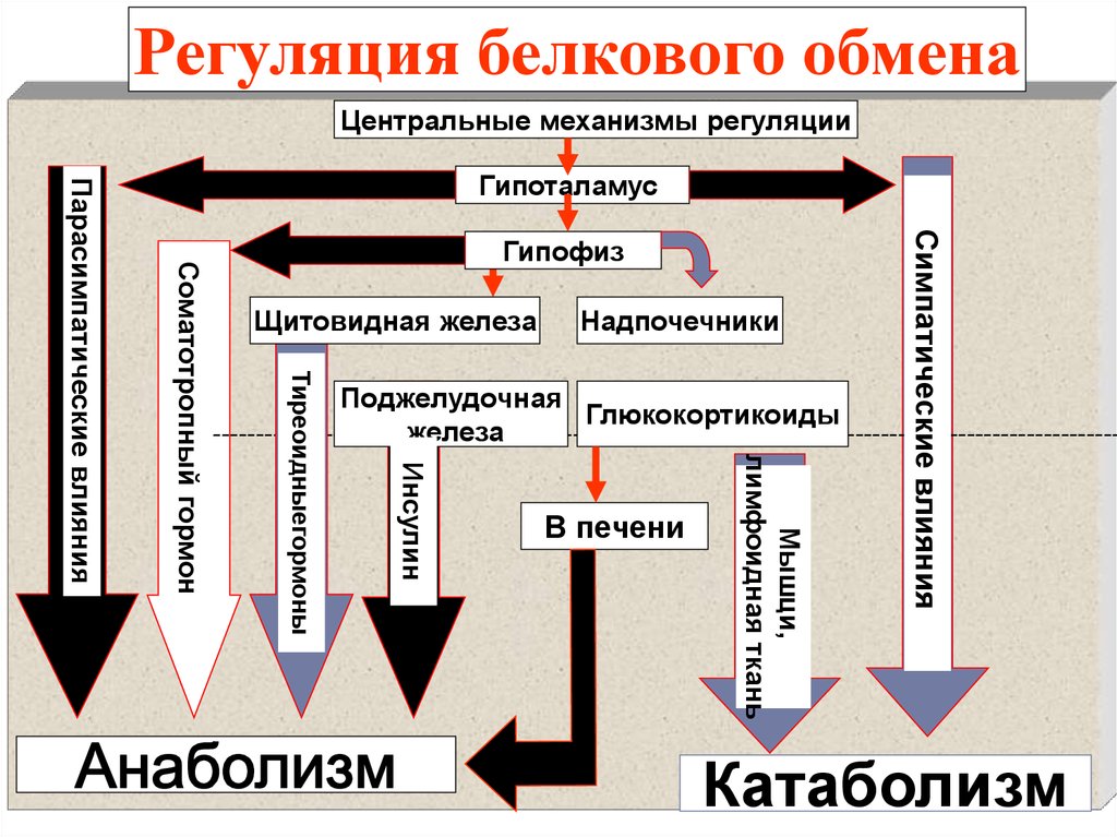 Физиология обмен веществ презентация