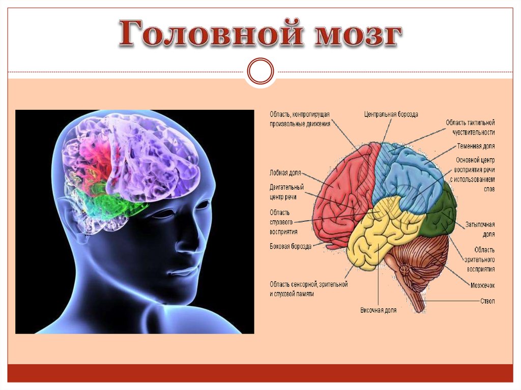 Головной мозг 4 класс. Головной мозг. Структуры головного мозга. Строение головного мозга. Головной мозг презентация.