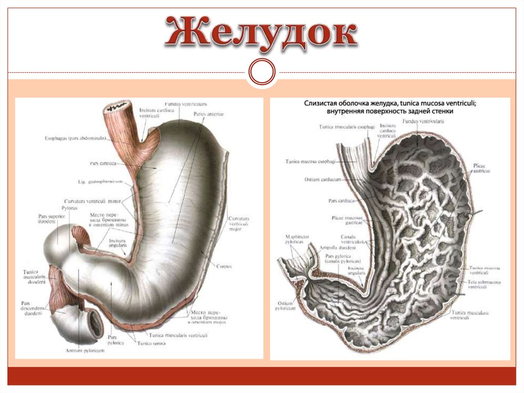 Строение желудка картинка