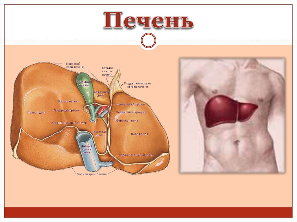 Печень части органа. Печень 2 класс. Строение печени человека. Анатомия человека органы печень. Строение печени анатомия.