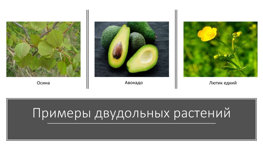 Однодольные примеры. Авокадо двудольное или однодольное. Примеры двудольных раст. Двудольные растения примеры. Однодольные и двудольные растения примеры.