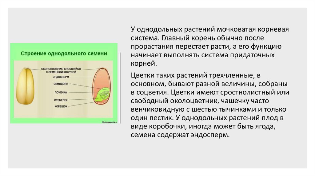 Строение семени однодольных и двудольных. Семена однодольных и двудольных растений. Сравнение строения семян однодольных и двудольных растений. Семена однодольных растений. Семя однодольного растения.