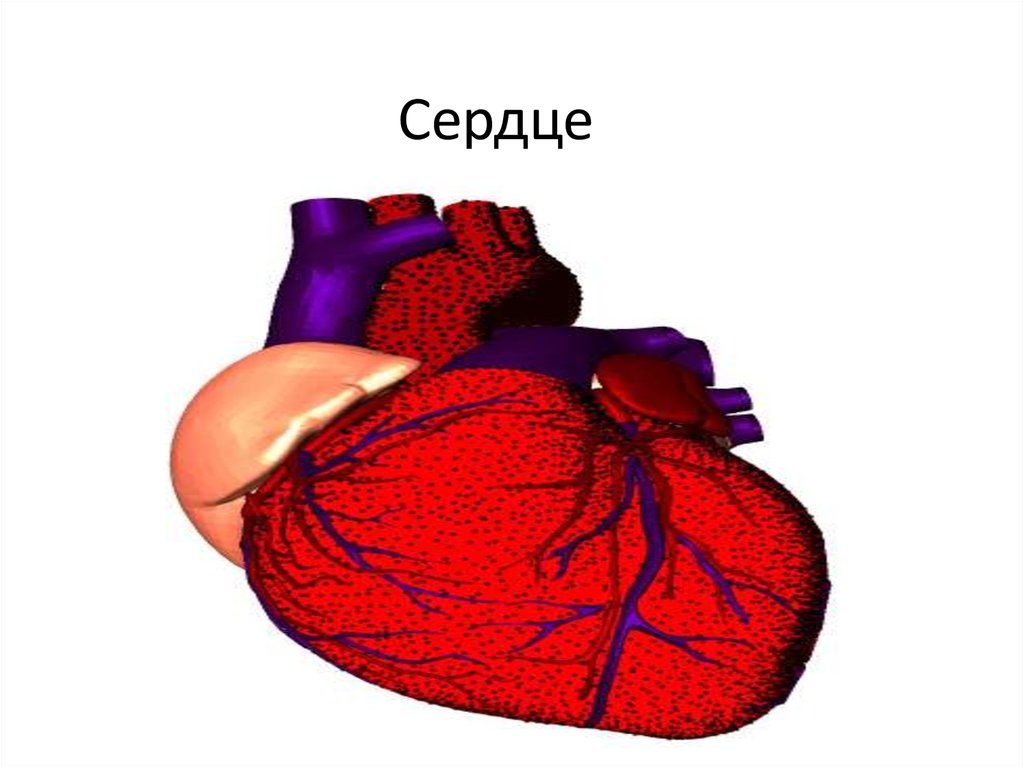 Сердце презентация 3 класс