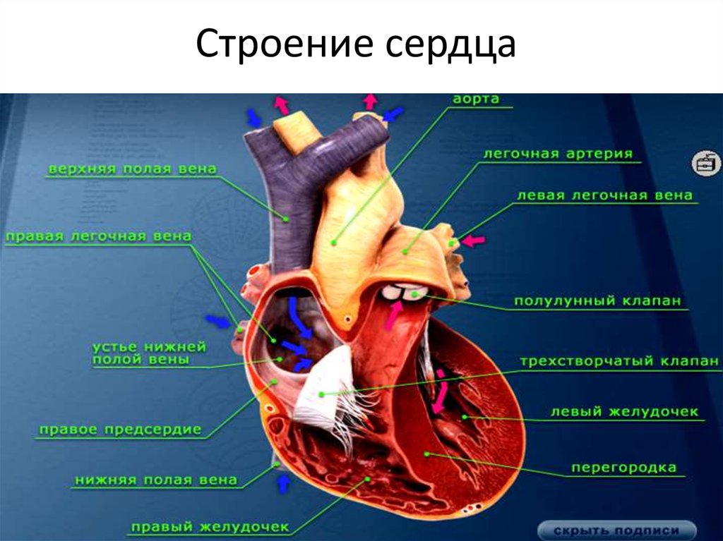 Строение сердца черепах