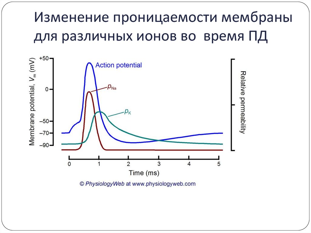 Проницаемость мембраны