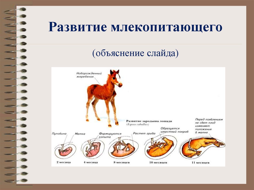 Годовой цикл в жизни млекопитающих. Цикл развития млекопитающих схема. Схема развития млекопитающих 7 класс. Схема размножения и развития млекопитающих. Схема развития млекопитающих 3.