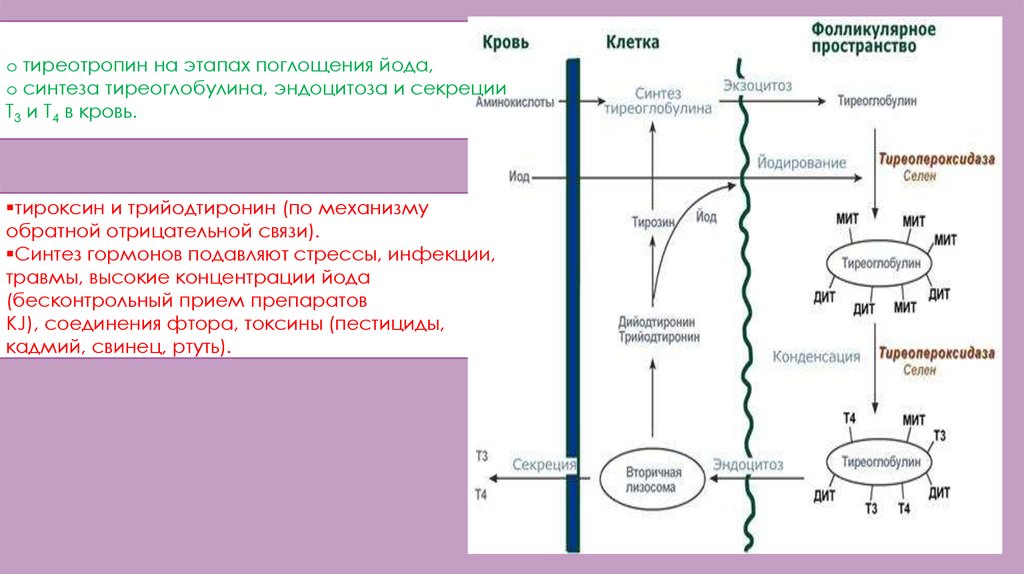 Тиреоглобулину детей. Схема синтеза тиреоидных гормонов. Схема образования тиреоидных гормонов. Синтез и секреция тиреоидных гормонов. Синтез тиреоглобулина биохимия.