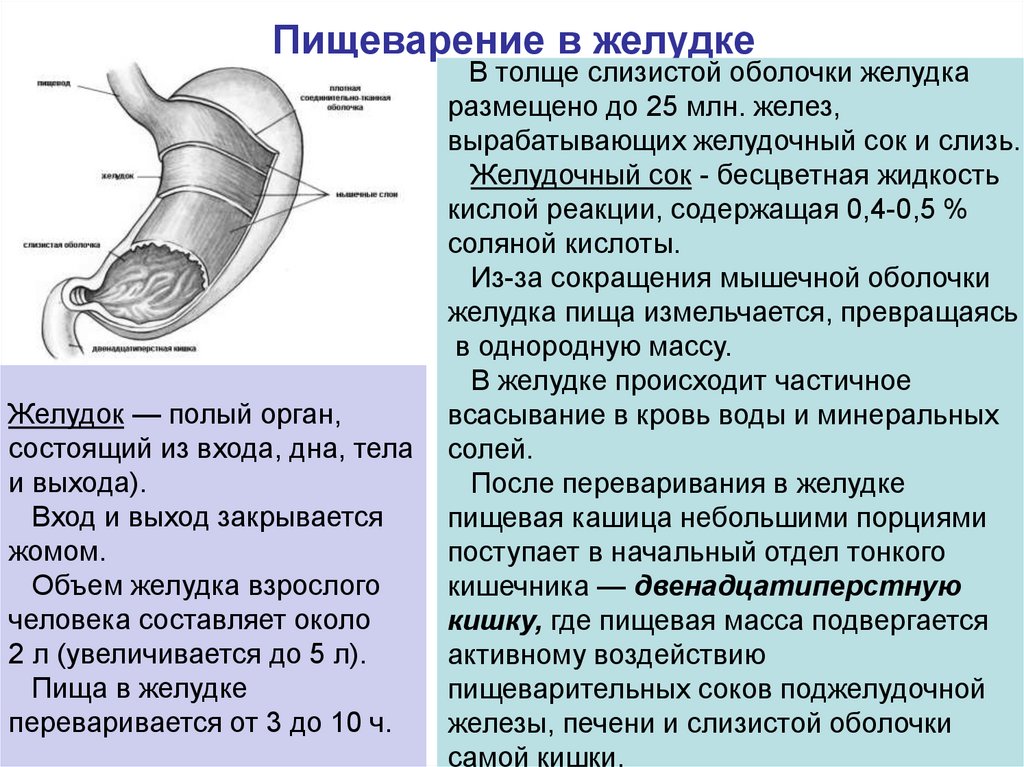 Презентация по биологии пищеварение в желудке и двенадцатиперстной кишки