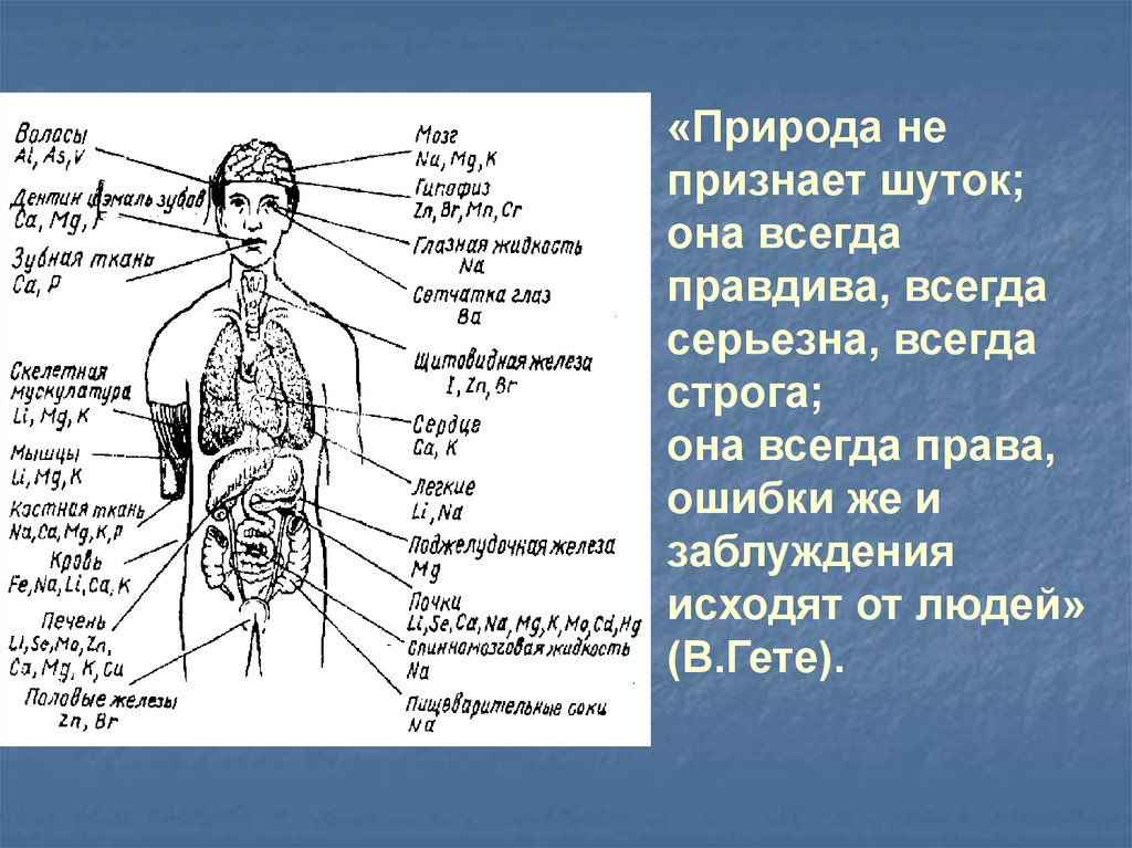 Строение и жизнедеятельность организма человека. Влияние металлов на организм человека. Металлы в организме человека картинки. Реферат на тему человеческое тело. Презентация на тему металлы в организме человека.