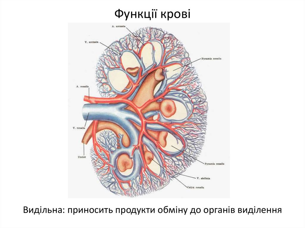 Почечные вены какая кровь. Кровеносная система почки. Кровеносная система почки схема. Анатомия человека кровеносная система почек. Строение сосудистой системы почек.