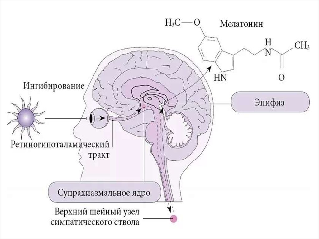Гормон центральной нервной системы. Мелатонин гормон эпифиза. Мелатонин Синтез регуляция. Центр регуляции циркадных ритмов. Супрахиазмальное ядро гипоталамуса.
