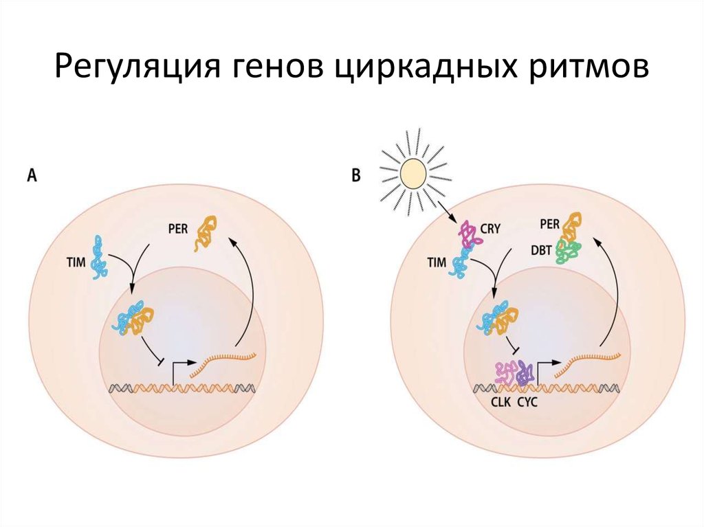 Регуляция генов циркадных ритмов