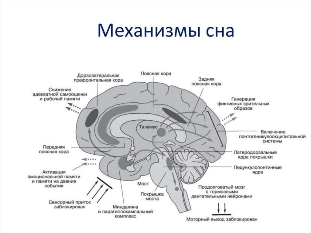 Виды сна схема