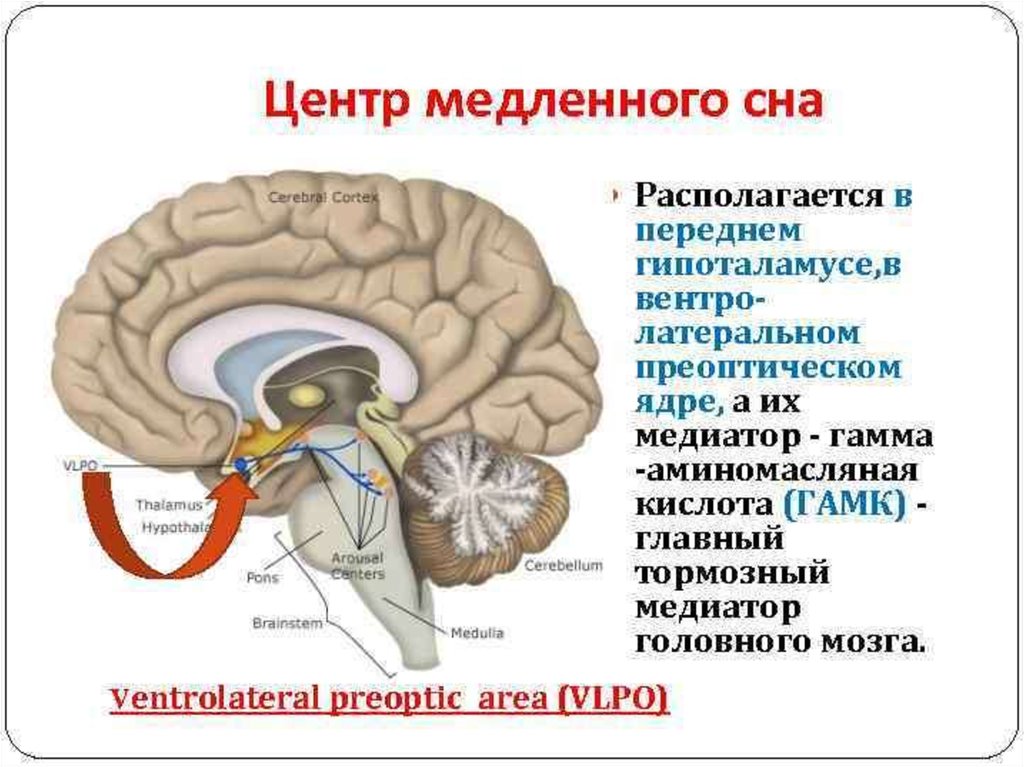Центр времени в мозге