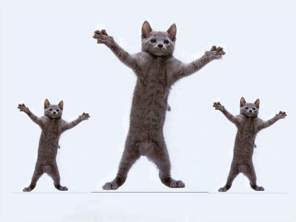 Песня тыц тыц телевизор. Танцующий кот. Кошка танцует. Танцующий котик Мем. Серый кот танцует.