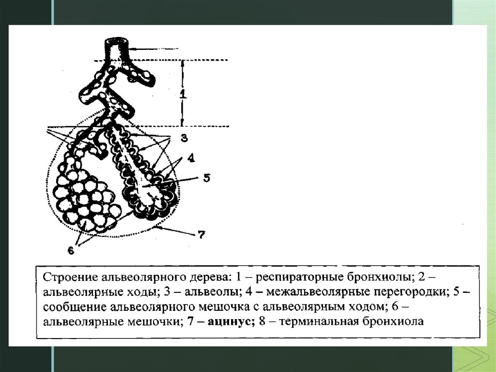 Альвеолярные легкие характерны для. Строение альвеолярного дерева ацинуса. Строение альвеол. Строение альвеолы легкого. Альвеолы альвеолярные ходы.