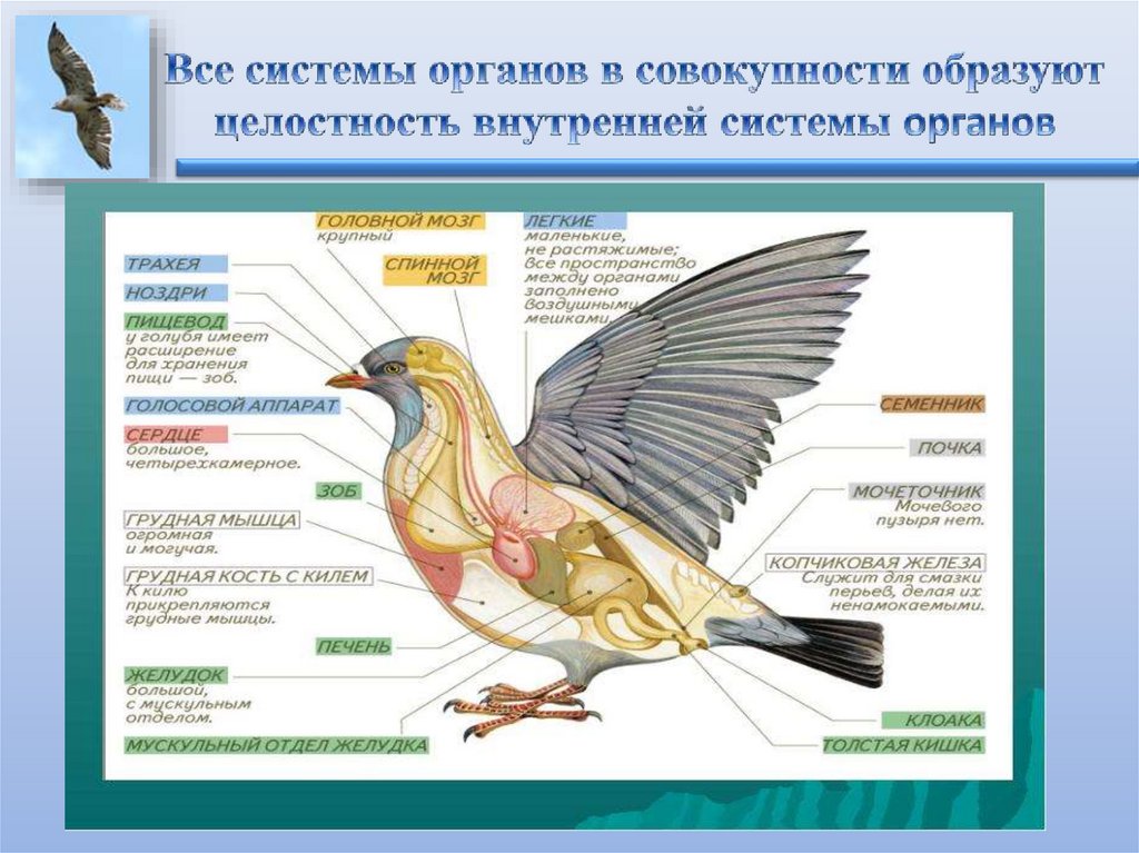 Внутреннее строение птиц системы органов таблица. Внутреннее строение птиц пищеварительная система. Пищеварительная система птицы голубь. Строение птицы.