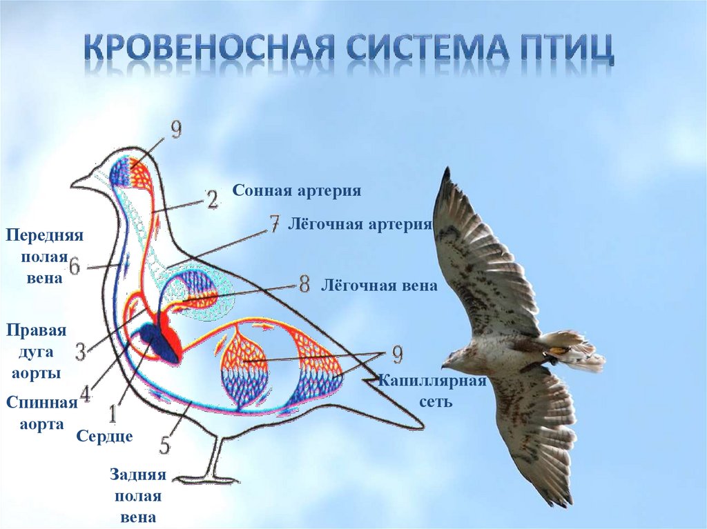 Внутреннее строение птиц системы органов таблица. Кровеносная система птиц 7 класс биология.
