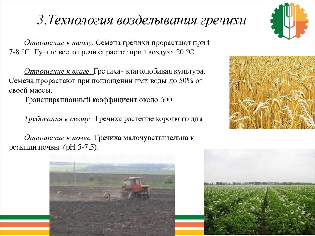 Технология возделывания. Условия возделывания гречихи. Технология возделывания гречки. Технология возделывания и уборки гречихи в ЦЧР. Районы возделывания гречихи.