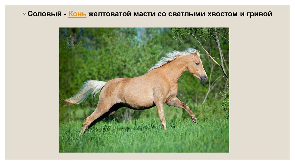 Красивые слова про лошадей и человека. Значения слова конь. Значения слова конь. Значения слова конь. Разбор слова конь.