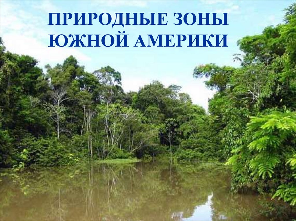 Сельва природная зона южной америки. Влажные тропические леса Южной Америки (Бразилии и Коста-Рики). Природные зоны Южной Америки. Природные зоны Южной Америки 7 класс. Животные природных зон Южной Америки.