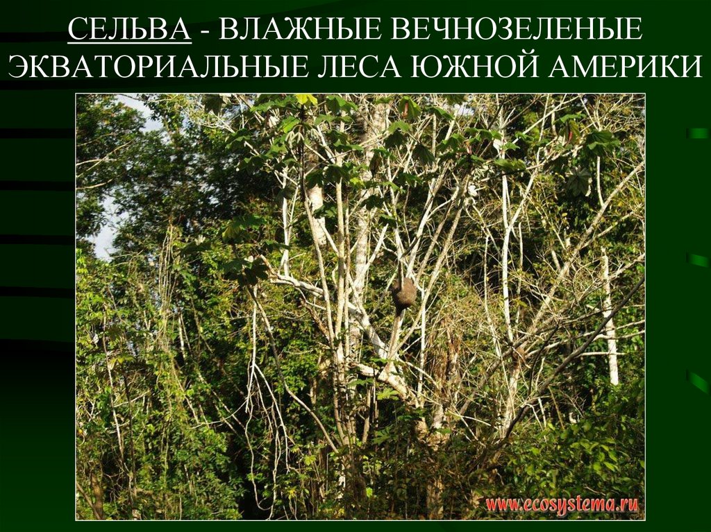 Влажные экваториальные леса это природная зона. Влажные вечнозеленые леса. Экваториальные леса Южной Америки. Экваториальные влажные вечнозеленые леса. Растения влажных экваториальных лесов Южной Америки.
