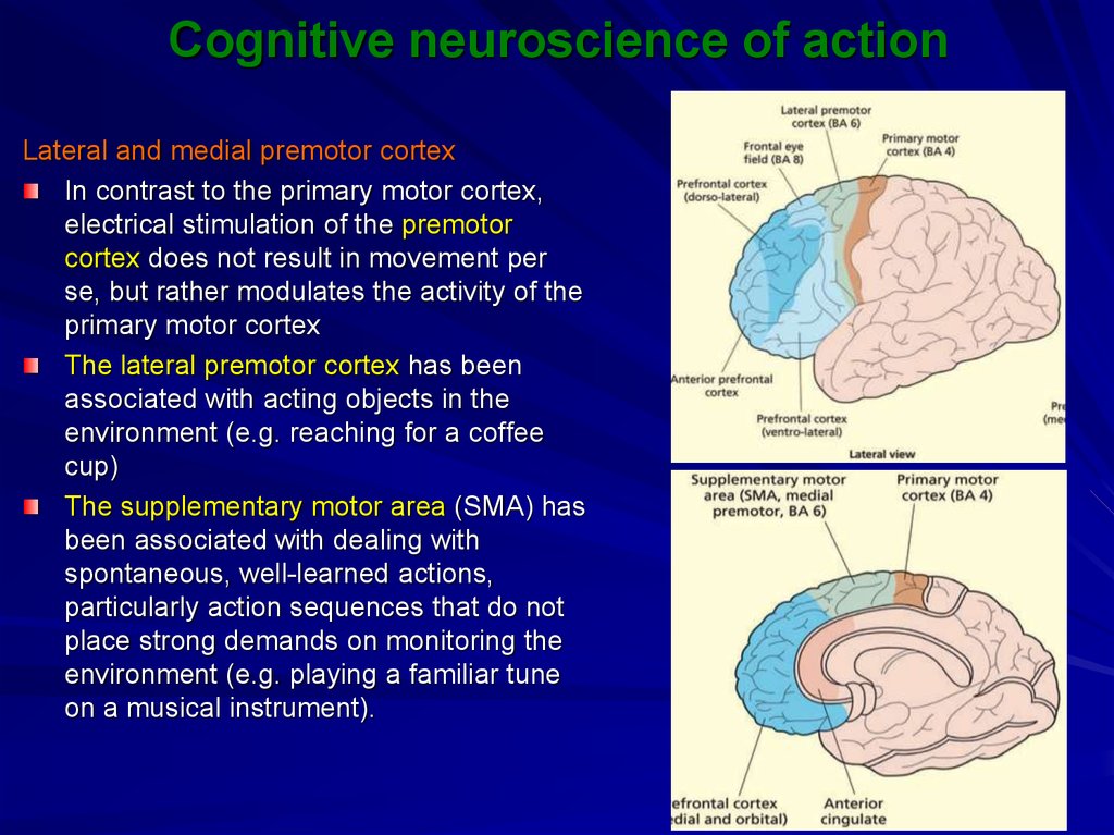 cognitive-neuroscience-of-movement