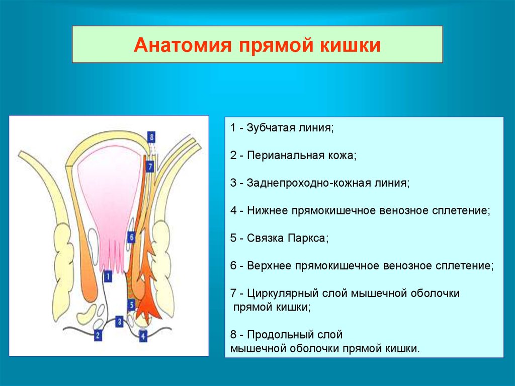 Анатомия заднего прохода. Прямая кишка строение зубчатая линия. Зубчатая линия прямой кишки анатомия. Анатомия наружного сфинктера прямой кишки. Зубчатая гребешковая линия прямой кишки.