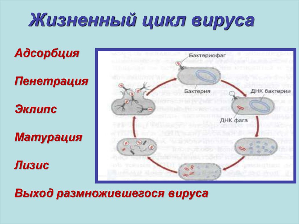 Последовательность жизненного цикла вирусов. Жизненный цикл вирусов бактерий. Цикл вируса ЕГЭ. Жизненный цикл вируса схема. Жизнедеятельность вируса схема.