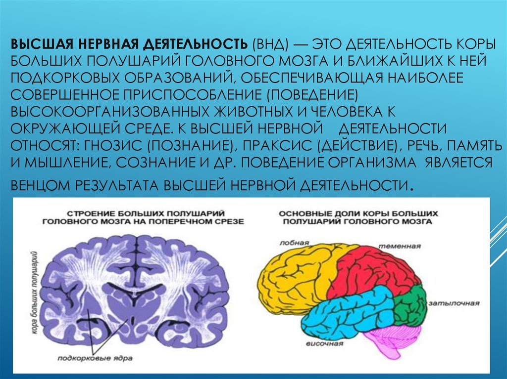 Наличие коры головного мозга. Функциональная характеристика коры головного мозга.