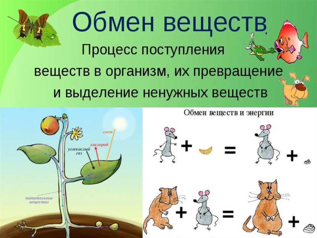 Обмен веществ рисунки