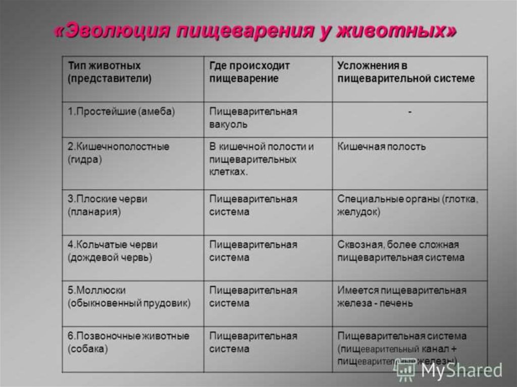 Правильно ли расположены группы животных в схеме отражающей усложнение системы органов дыхания