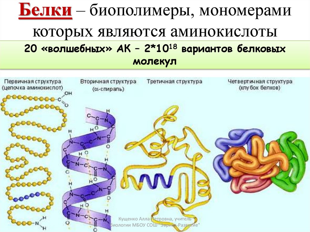 Животные биополимеры. Третичная структура белка биополимер. Строение мономера белковой структуры.. Биополимеры белки строение функции. Строение белков функции белков.