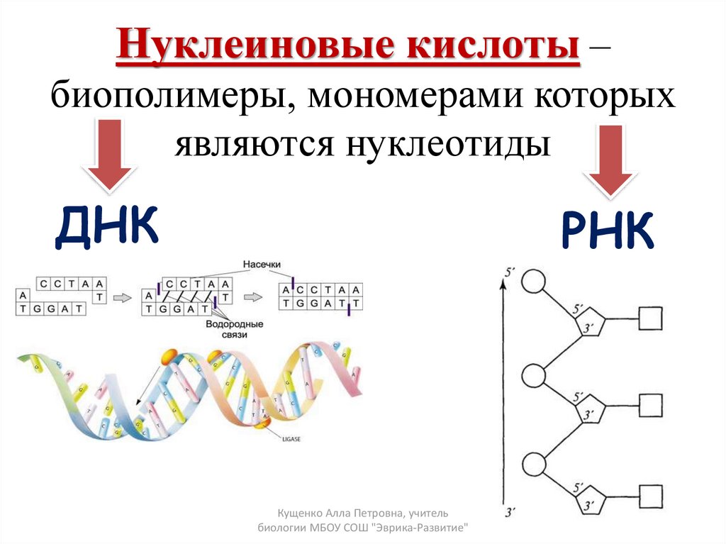 Структуры биополимера. Мономеры нуклеин кислот. Нуклеиновые кислоты это биополимеры. Биополимеры нуклеиновые кислоты функции. Мономеры нуклеиновых кислот.