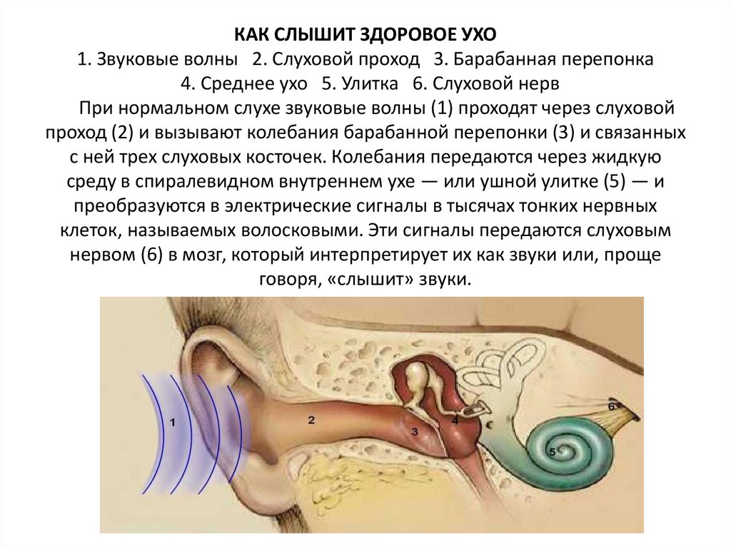 Плохо слышу шум. Как слышит ухо. Звуковая волна слуховой проход …………………………. Как слышит ухо схема. Как мы слышим.