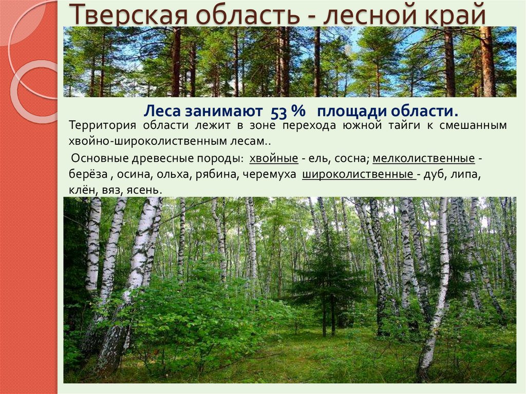 Тверская область - лесной край