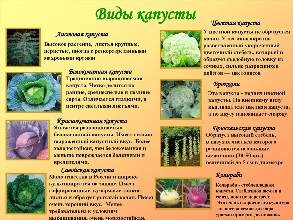 Капустные овощи таблица. Подвиды капусты. Капуста разная. Капуста виды и названия. Название всех видов капусты.