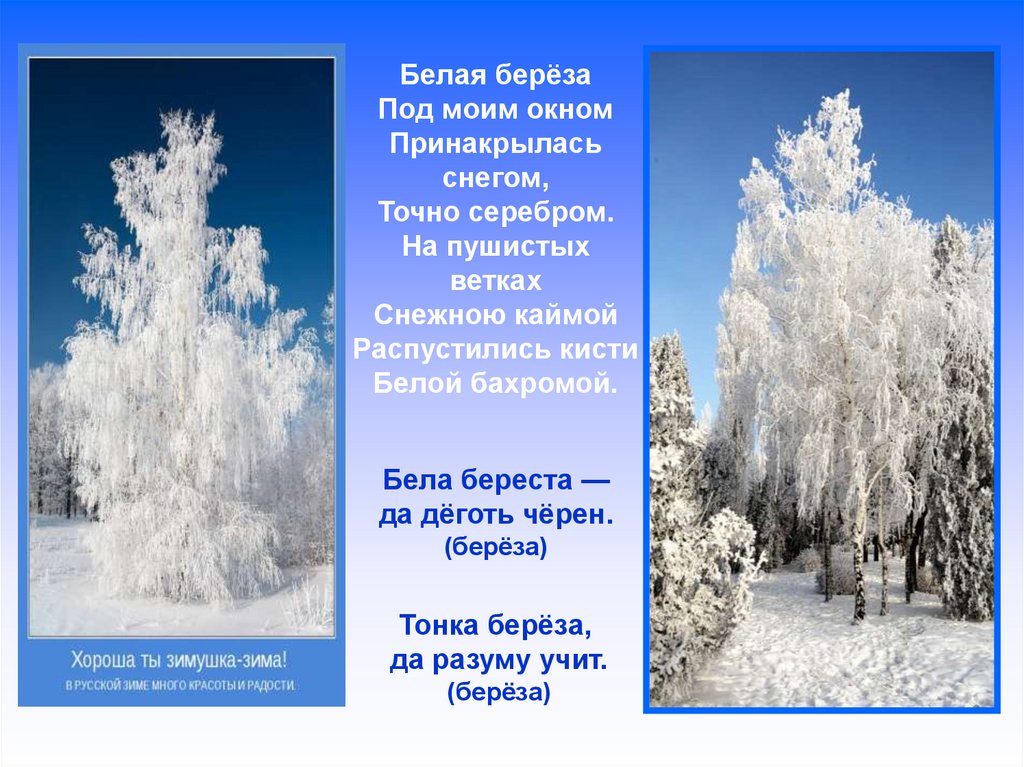 Презентация бела. Бела береза под моим окном Принакрылась снегом точно серебром. Белая берёза под моим окном. Белая берёза под моим окном Принакрылась снегом то. Белая береза Принакрылась снегом.