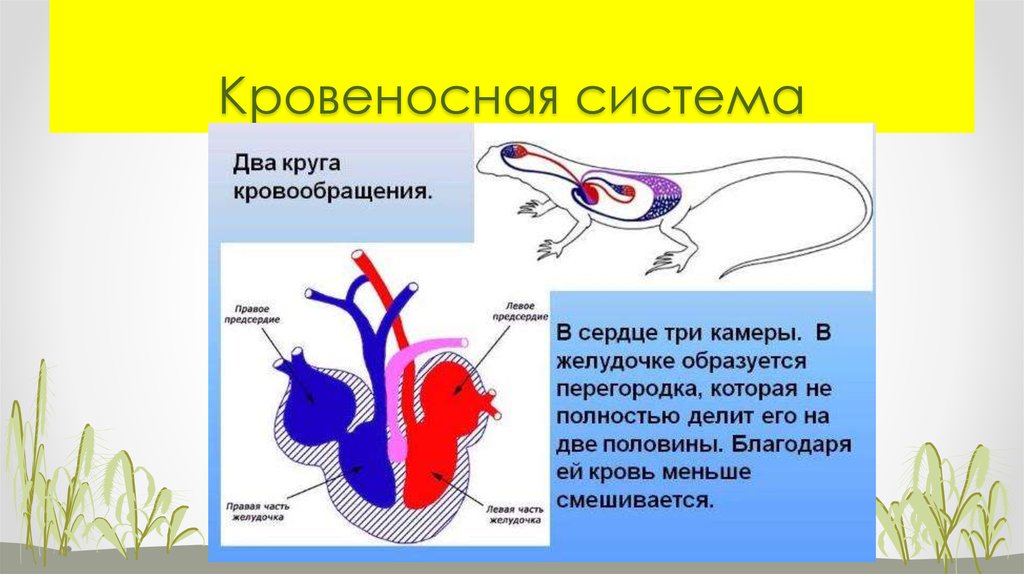 Количество кругов кровообращения у млекопитающих. Кровеносная система рыб. Кровеносная система млекопитающих. Кровеносная система млекопитающих 7 класс. Земноводные и пресмыкающиеся кровеносная система.