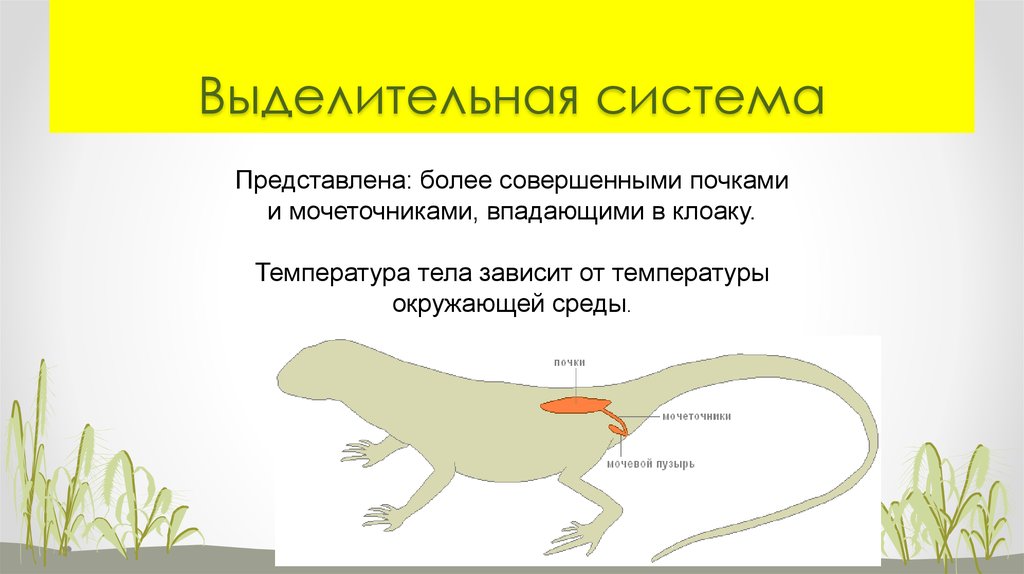 Что представляет собой клоака у пресмыкающихся. Выделительная система земноводных и пресмыкающихся.