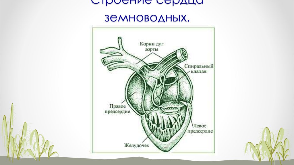 Сердце земноводных