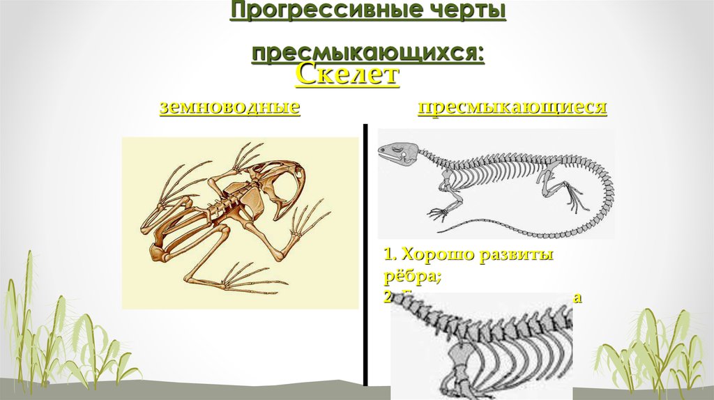 Отличие рептилий от земноводных. Сравнить скелет земноводных и пресмыкающихся. Скелет амфибий и рептилий. Сравнение скелета амфибий и рептилий. Скелет земноводных и пресмыуаюших.