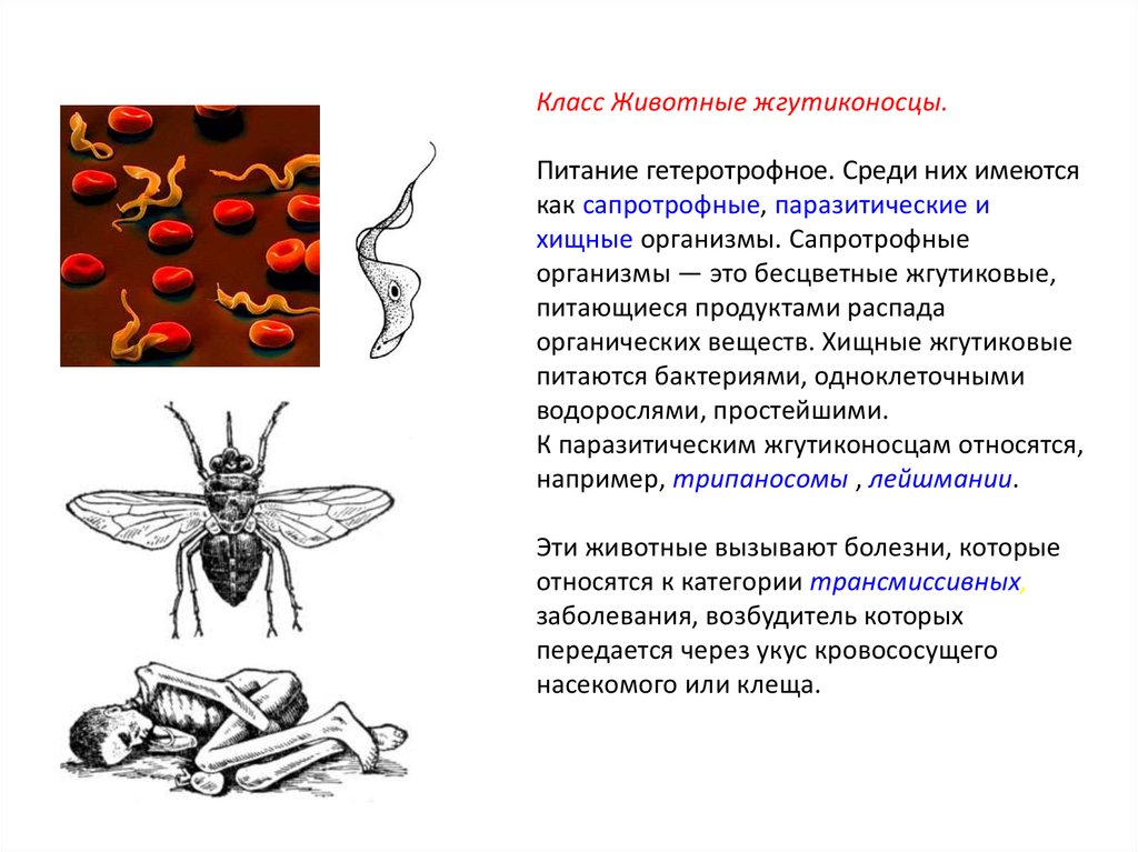 На рисунке изображено одно из проявлений жизнедеятельности