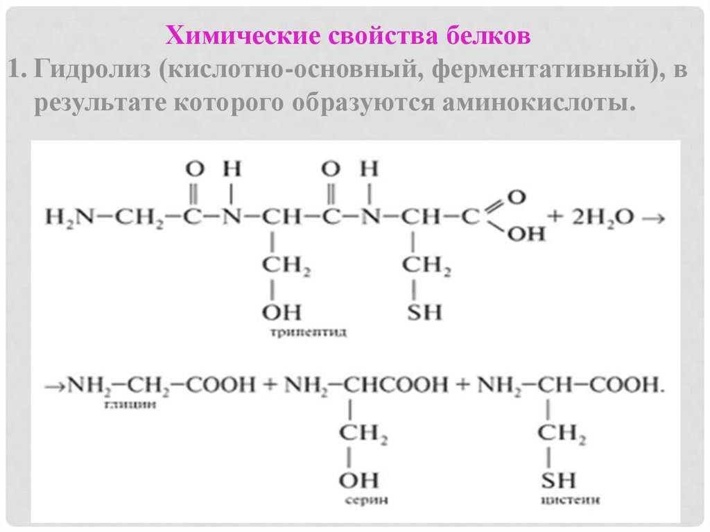 Какие продукты образуются при гидролизе белков приведите схему гидролиза белка