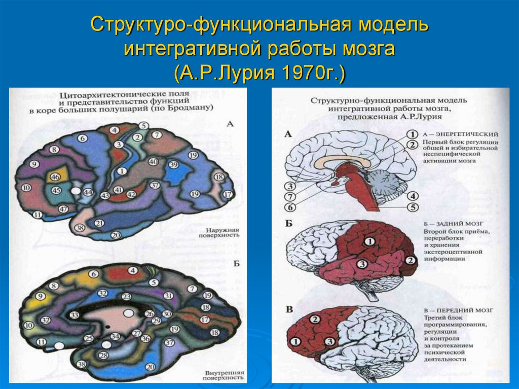 Высшие психические функции картинки