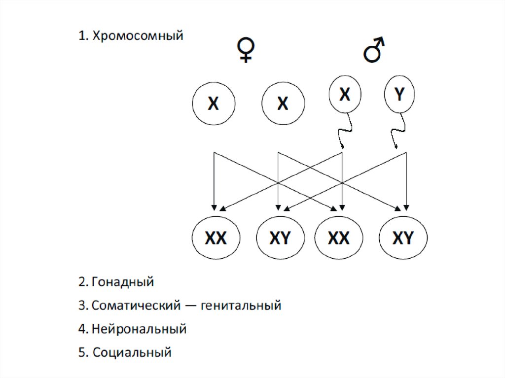 Схема определения пола