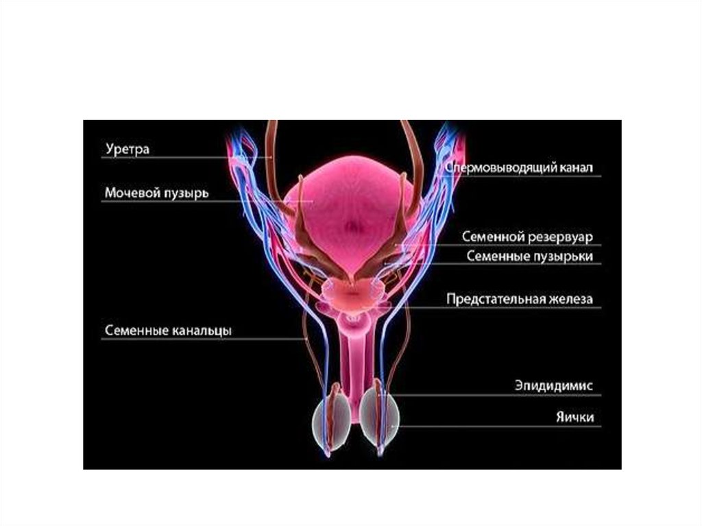Мужская половая система фото