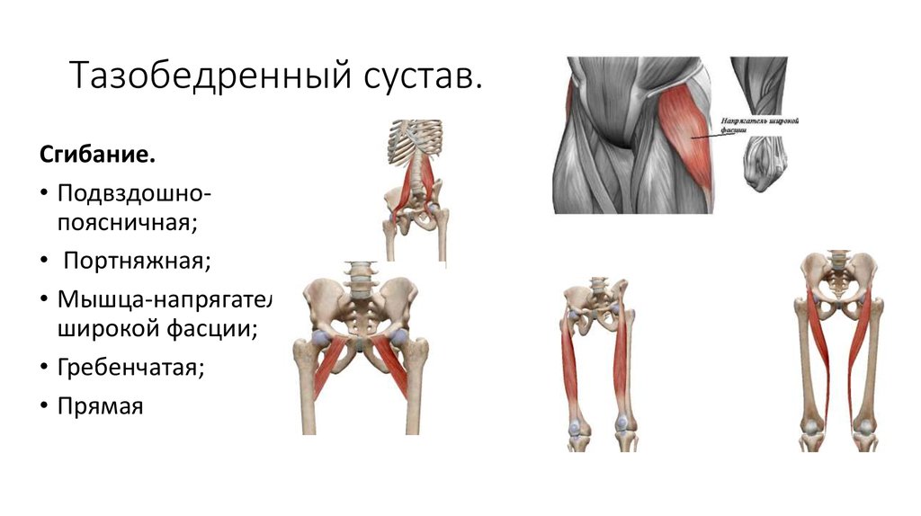 Фото тазобедренного сустава человека с описанием