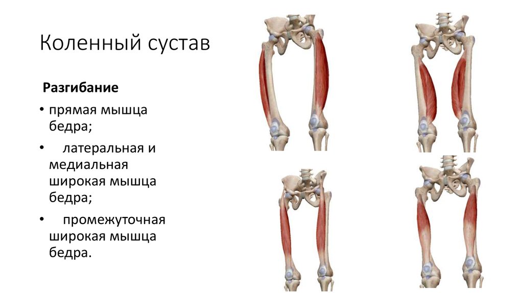 Презентация мышцы нижних конечностей